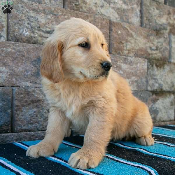 Ranae, Golden Retriever Puppy